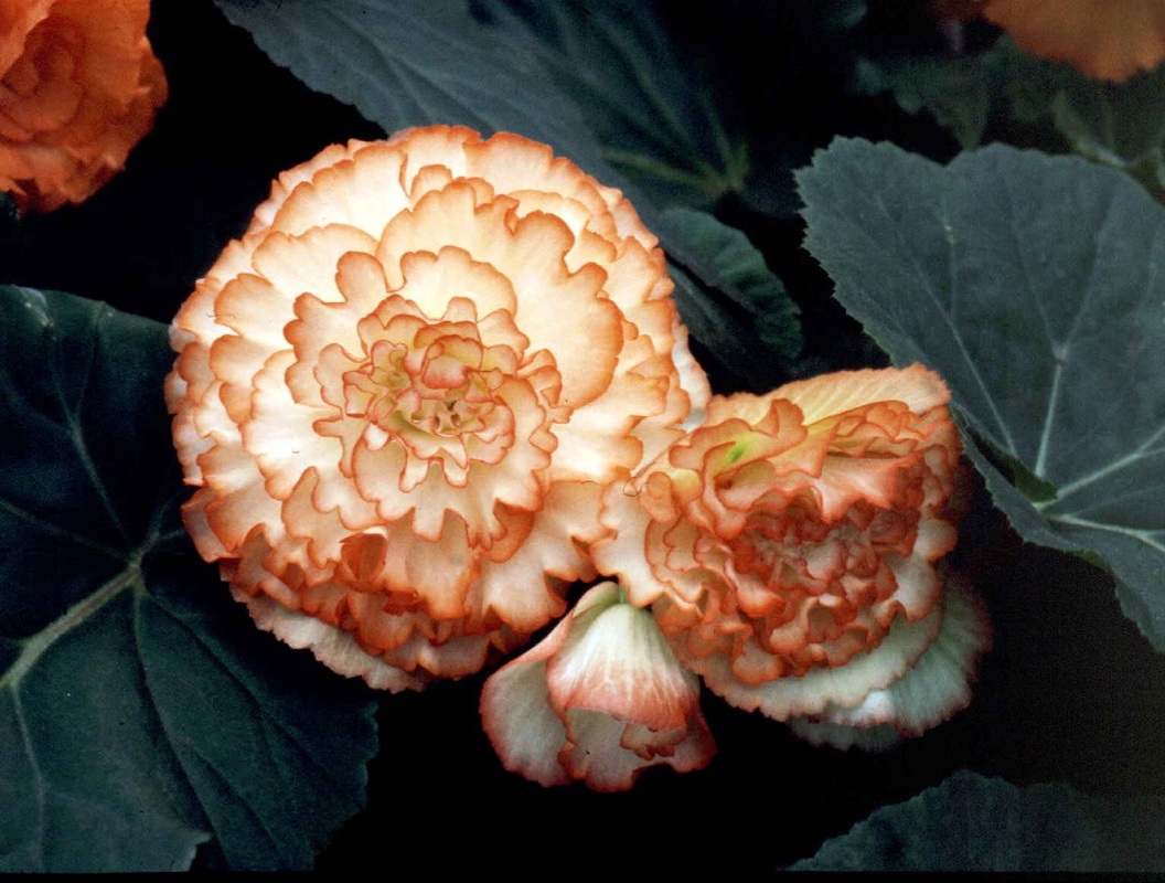 B. ‘Orange Crush’